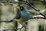 Noisy Miner 103